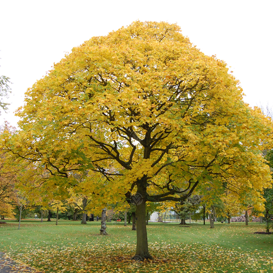 Acer 'Aureum'