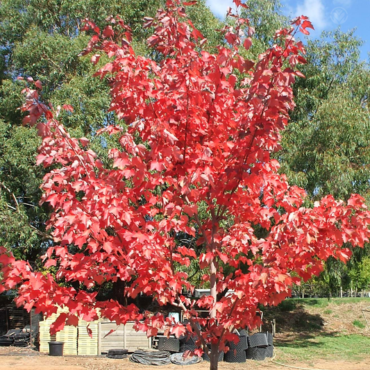 Acer 'Fairview Flame'