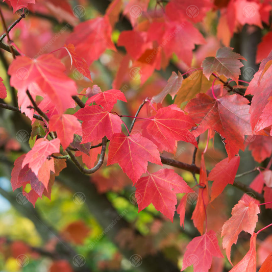 Acer 'Red Sunset'