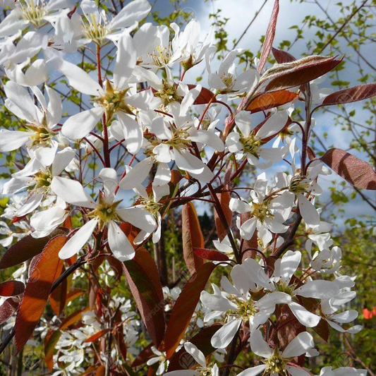 Amelanchier 'La Paloma'