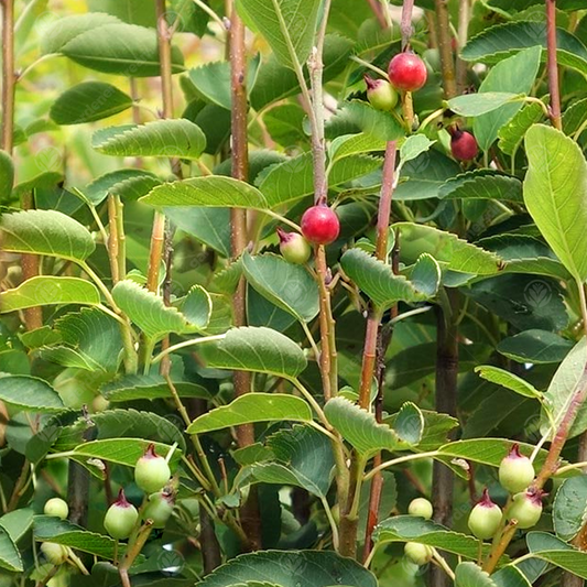 Amelanchier 'Obelisk'