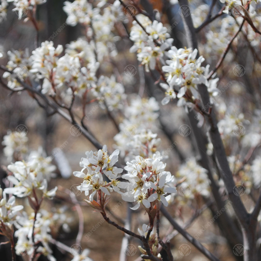 Amelanchier 'Snow Cloud'