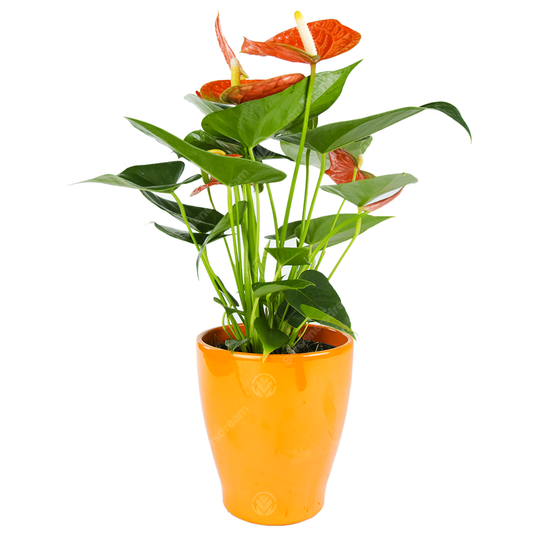 Orange Anthurium in Ceramic Pot