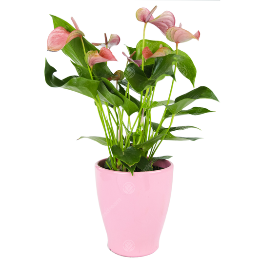 Pink Anthurium in Ceramic Pot