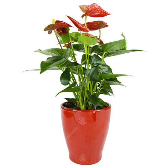 Red Anthurium in Ceramic Pot