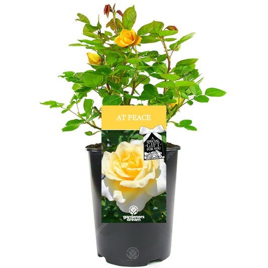 Yellow Bush Rose - Memorial Gift