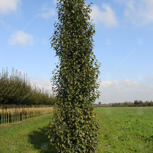 Betula 'Fastigiata Joes'