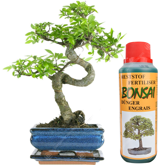 Bonsai Chinese Elm + Feed