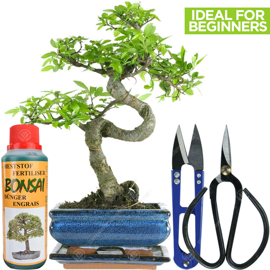 Bonsai Chinese Elm + Care Kit