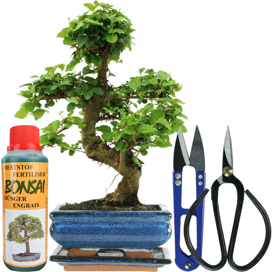 Bonsai Ligustrum + Care Kit