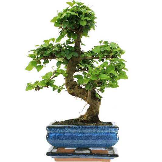 Bonsai Ligustrum + Scissors