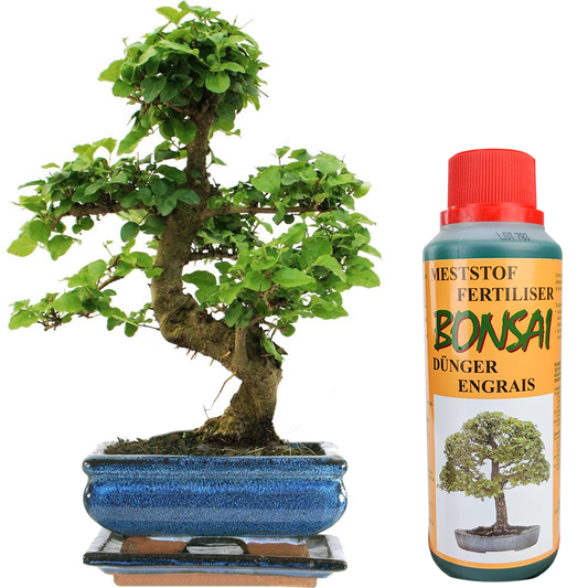 Bonsai Ligustrum + Feed