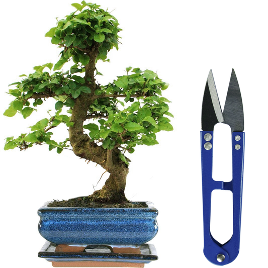 Bonsai Ligustrum + Shears