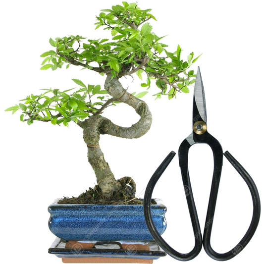 Bonsai Chinese Elm + Scissors