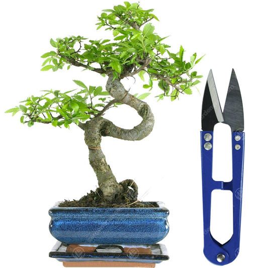 Bonsai Chinese Elm + Shears