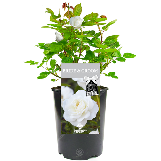 White Bush Rose - Wedding Gift