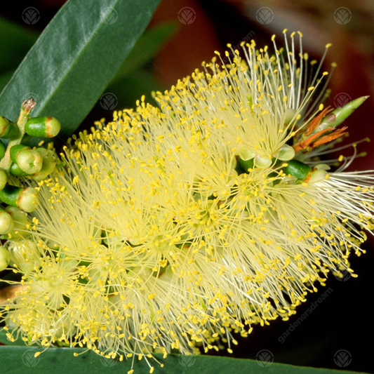 Callistemon 'Honeypot'