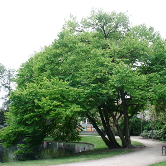 Cercidiphyllum japonicum