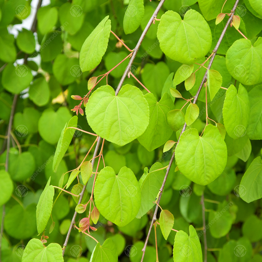 Cercidiphyllum 'Pendulum'