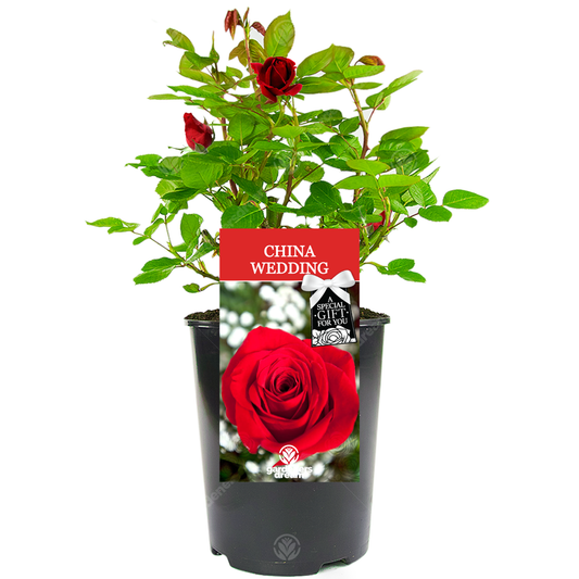 Red Bush Rose - China 20th Wedding Anniversary Gift