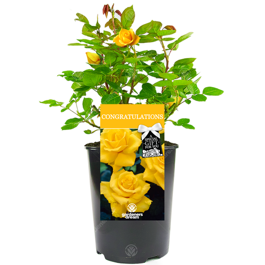 Yellow Bush Rose - Congratulations Gift