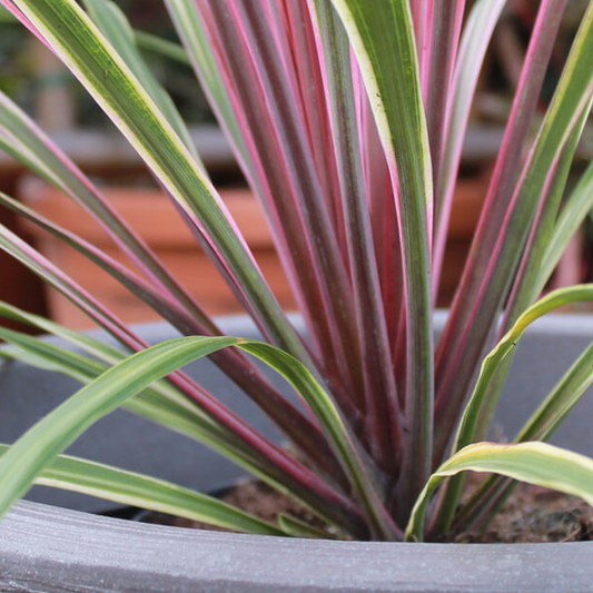 Cordyline 'Can Can'