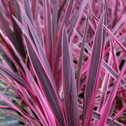 Cordyline 'Pink Passion'