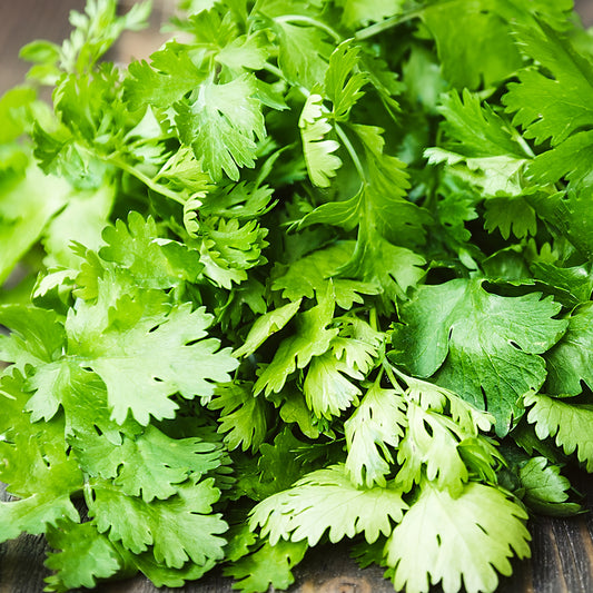 Coriander