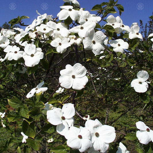 Cornus 'Eddie's White Wonder'