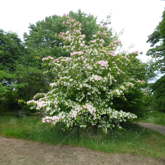 Cornus 'Gloria Birkett'