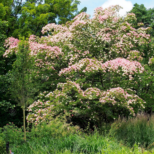 Cornus 'Porlock'