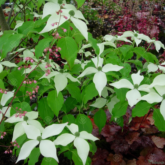 Cornus 'White Fountain'