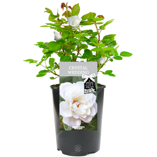 White Bush Rose - 15th Wedding Anniversary Gift