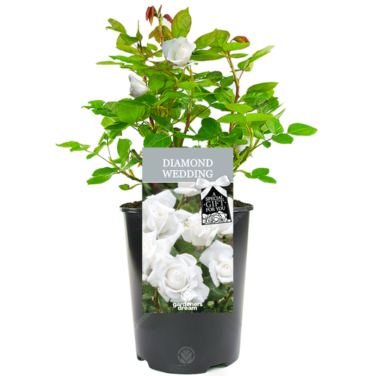 White Bush Rose - 60th Wedding Anniversary Gift