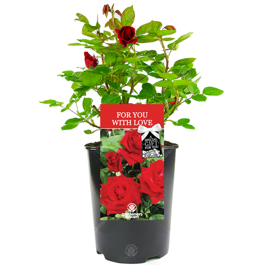 Red Bush Rose - For You With Love Gift