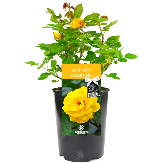 Yellow Bush Rose - 50th Wedding Anniversary Gift