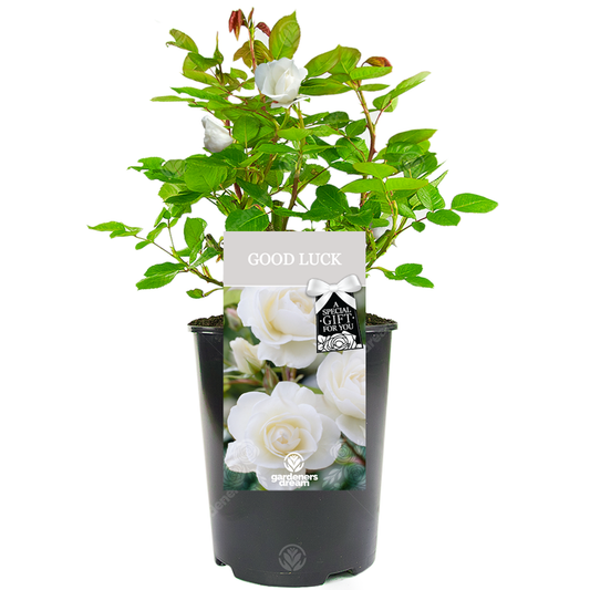 White Bush Rose - Good Luck Gift