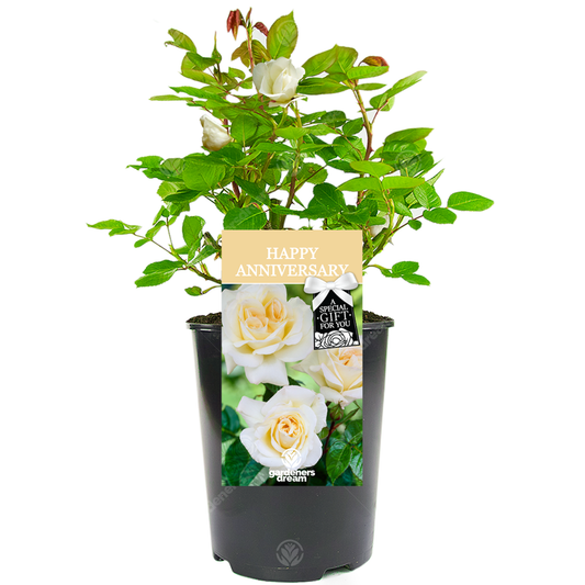 White Bush Rose - Wedding Anniversary Gift