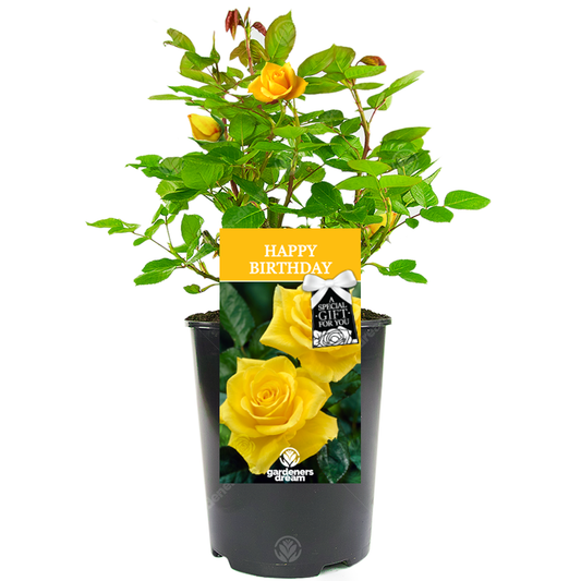 Golden Bush Rose - Birthday Gift