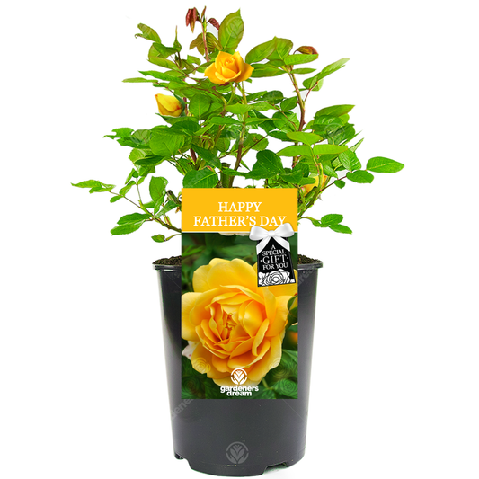 Golden Bush Rose - Gift for Dad