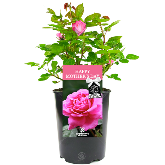 Golden Bush Rose - Gift for Mum