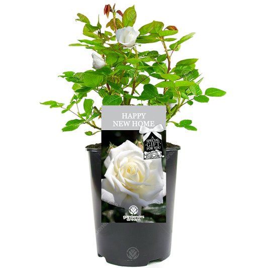 Orange Bush Rose - Housewarming Gift