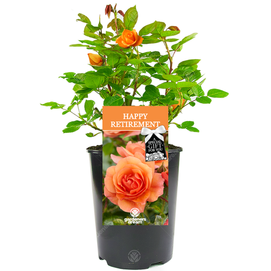 Orange Bush Rose - Retirement Gift