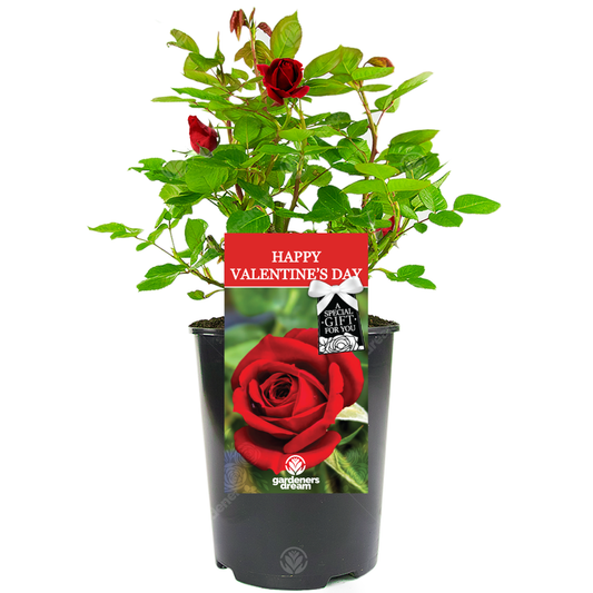 Orange Bush Rose - With Love Gift