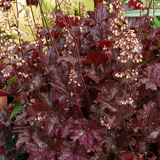 Heuchera 'Blackberry Crisp'