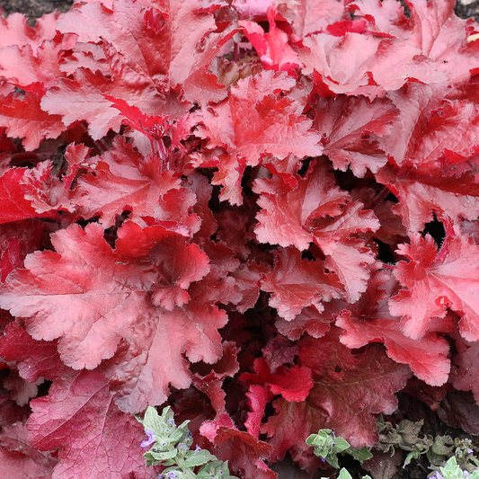 Heuchera 'Forever Red'