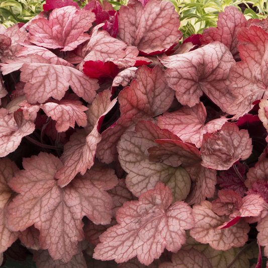 Heuchera 'Georgia Peach'