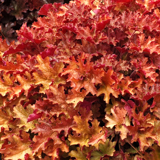 Heuchera 'Ginger Peach'