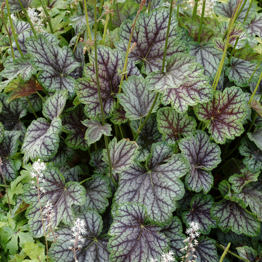 Heuchera 'Green Spice'