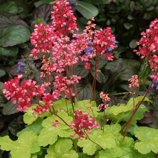 Heuchera 'Sweet Tart'